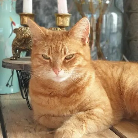 Kleine Studio Op Boerenerf Vlakbij Amsterdam.