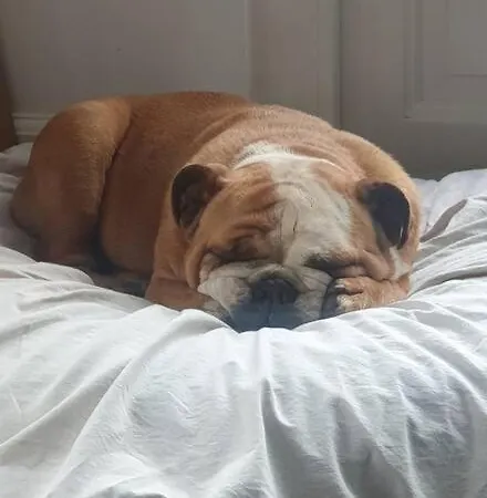 Kleine Studio Op Boerenerf Vlakbij Amsterdam. Апартаменты