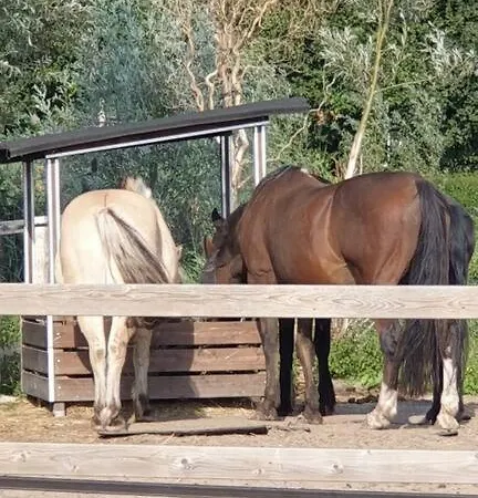 Kleine Studio Op Boerenerf Vlakbij Amsterdam. *