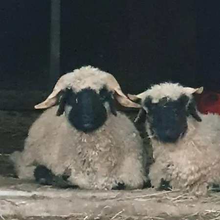 Апартаменты Kleine Studio Op Boerenerf Vlakbij Amsterdam. Uitgeest