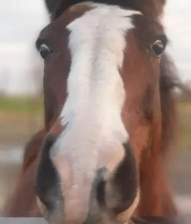 Kleine Studio Op Boerenerf Vlakbij Amsterdam. Apartment Uitgeest