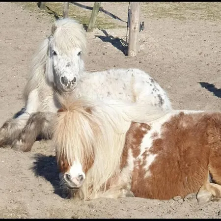 Kleine Studio Op Boerenerf Vlakbij Amsterdam. Apartment Uitgeest