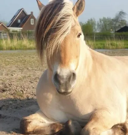Kleine Studio Op Boerenerf Vlakbij Amsterdam. Apartment